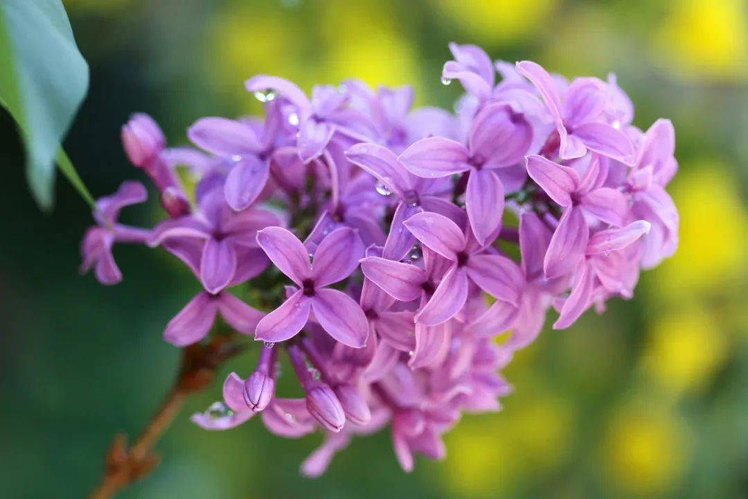 1,迎春花:迎春花在早春开花,先花后叶,花色金黄.
