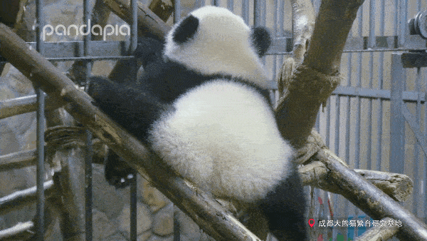 出彩滚滚每日一吸大熊猫给生活加点料