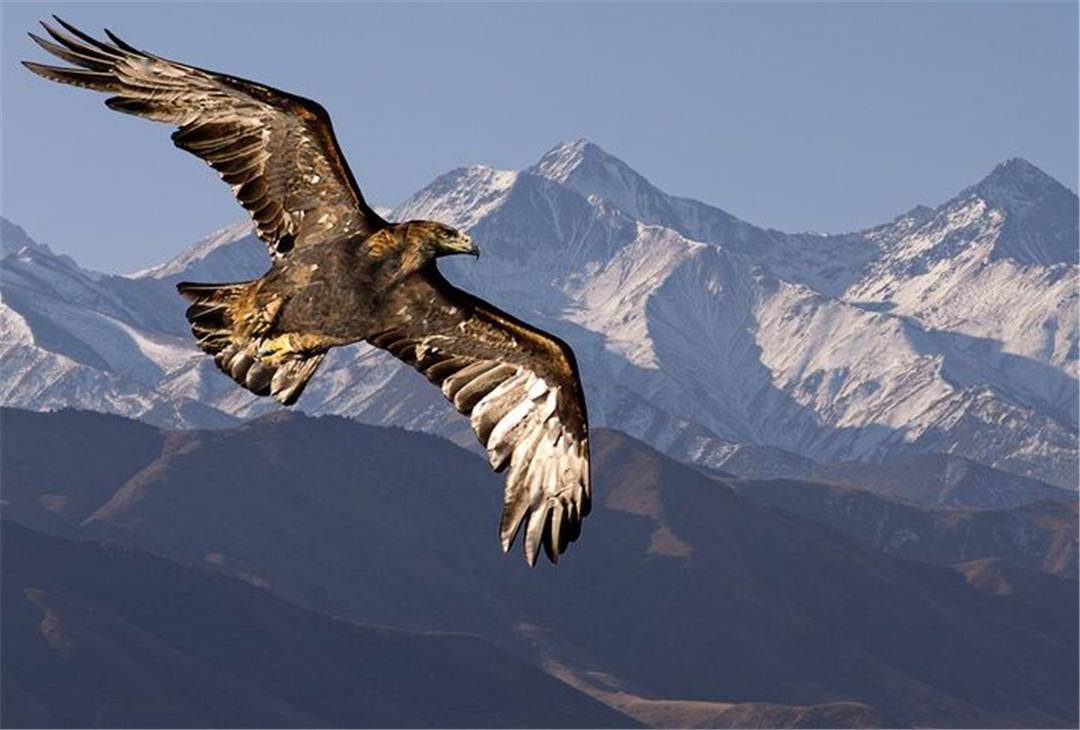 金雕凭什么敢战灰熊斗雪豹是实力给了它自信