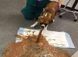 狗狗偷吃蛋糕後死亡，獸醫：死因不是巧克力，而是木糖醇！ 萌趣萌寵 第21张