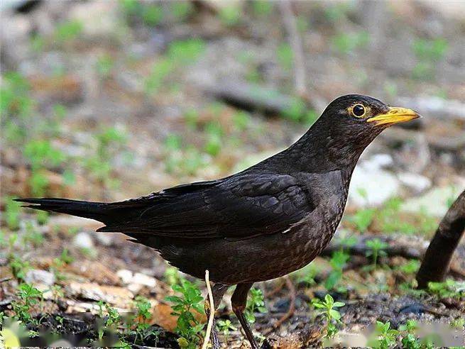 保安湖科普小课堂:鸟类科普之乌鸫_叫声
