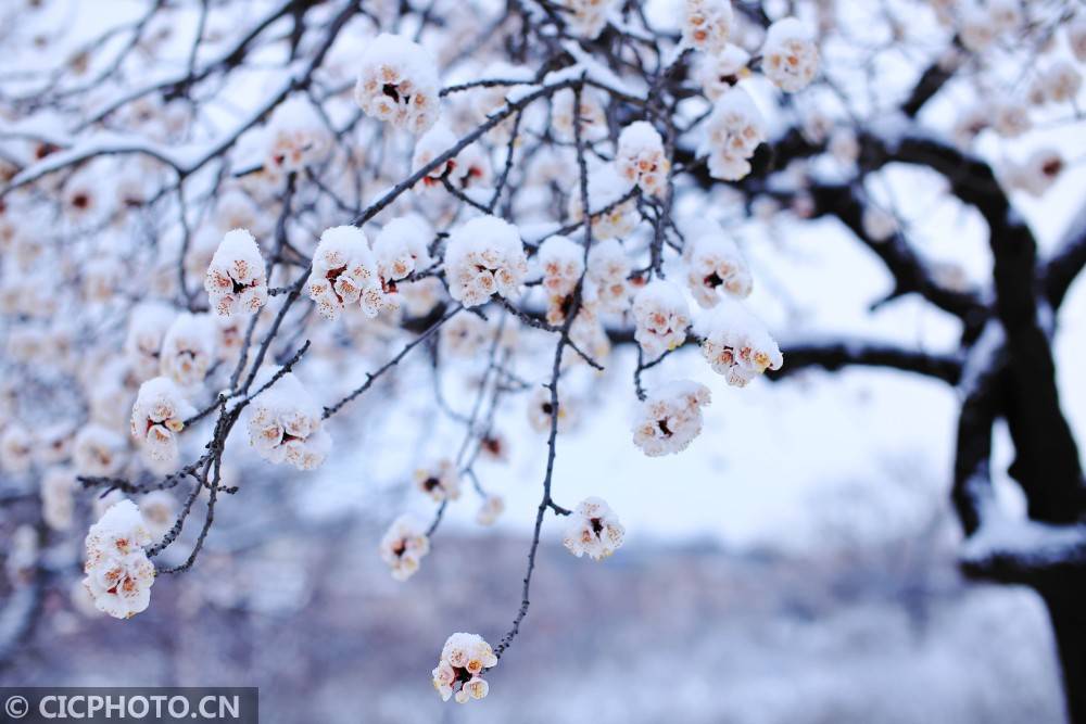 河北内丘：春雪润太行 杏花朵朵开