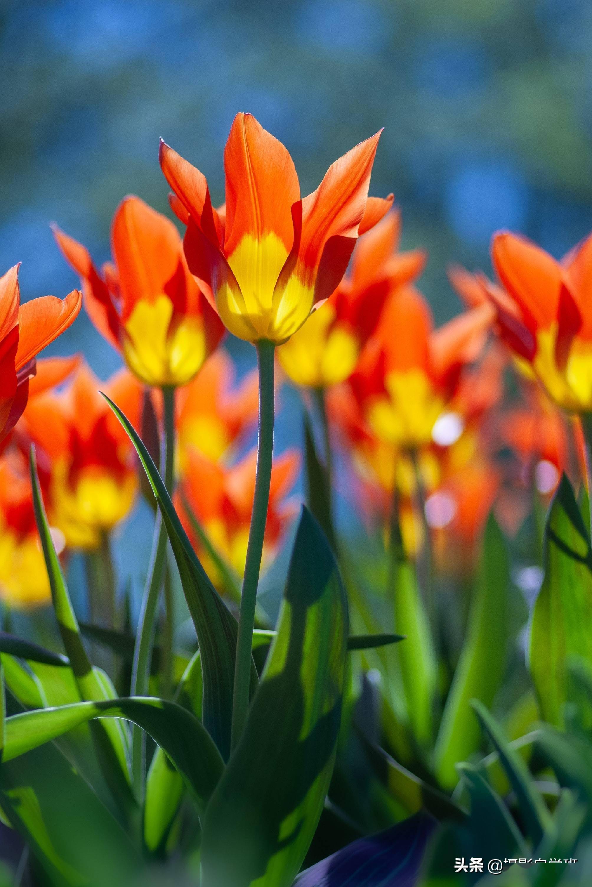 想拍美花朵不要犯这7个摄影错误用20张照片对比讲解