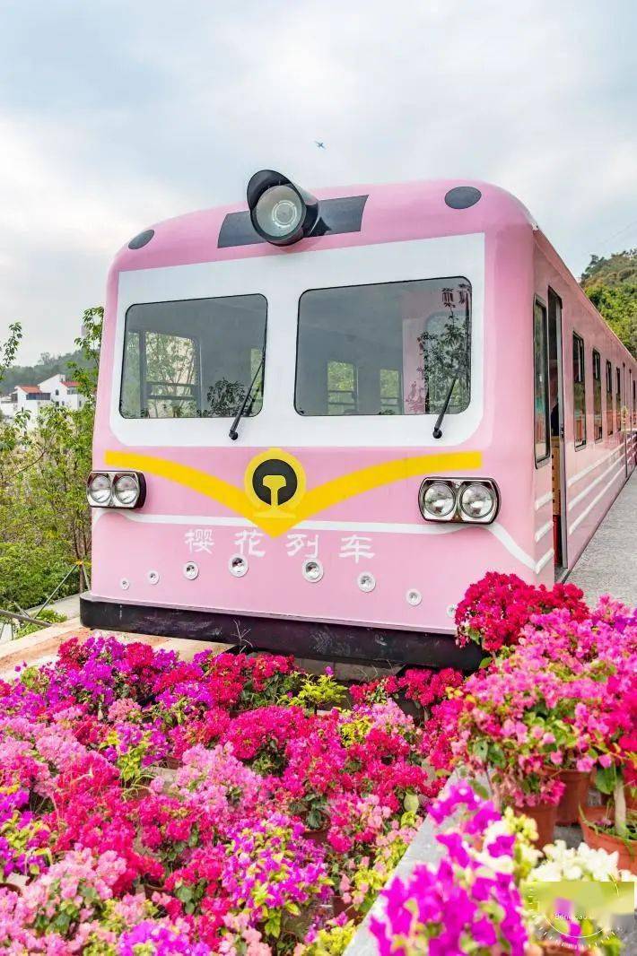 美爆了深圳粉色樱花列车来啦免费免预约