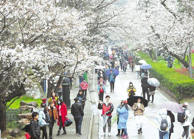 武大樱花对公众开放首日，抗疫医护人员与游客共赏雨樱之美