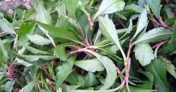 一到春天就大量出现有毒严重可致命