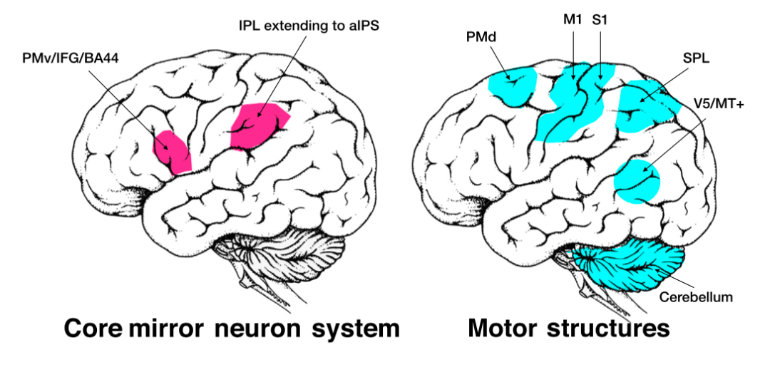 要不要合群杏仁核也纠结为什么结束会话这么难饥饿时