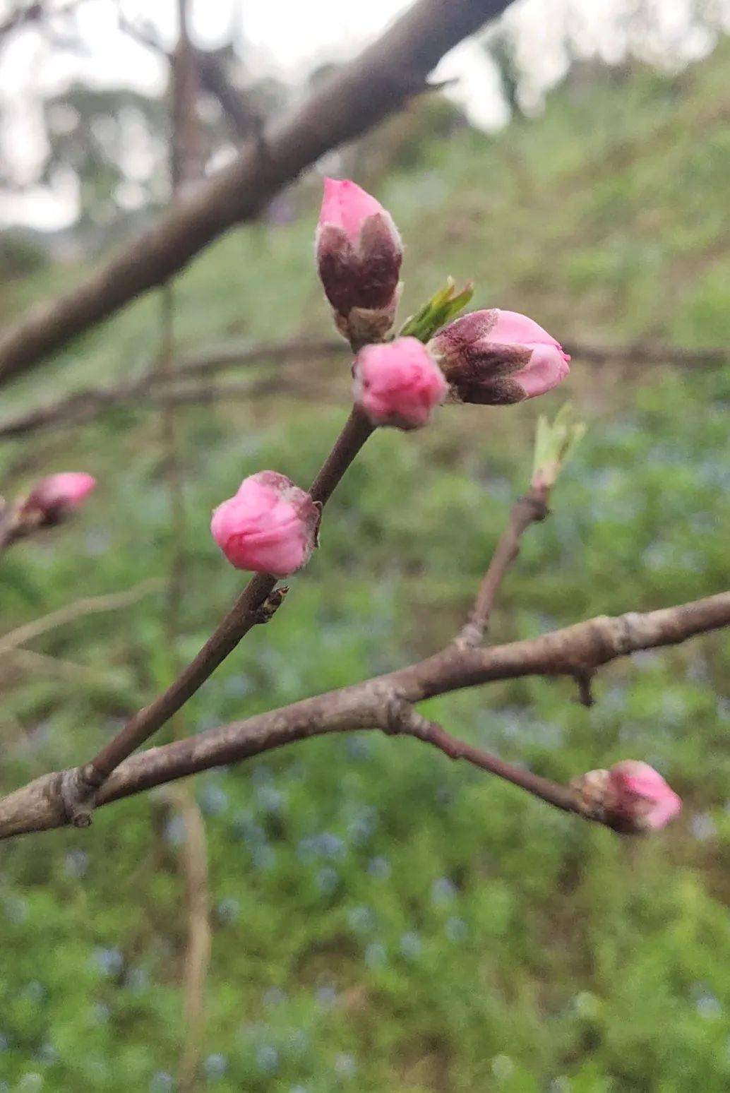 陽山桃花迎春開花期預報搶先看