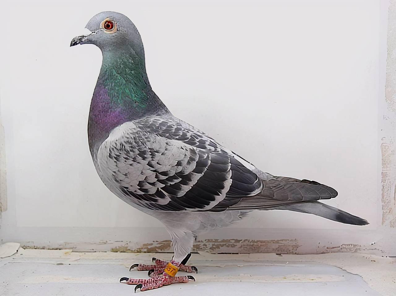 参加赛鸽公棚比赛的经验总结_鸽子