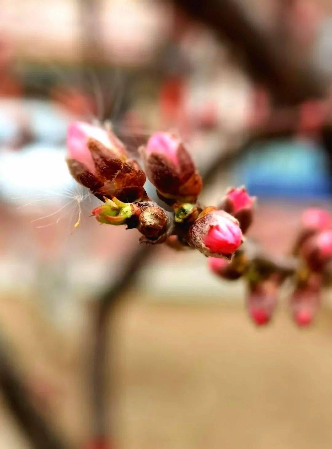 花枝什么颤成语_花枝鼠(5)