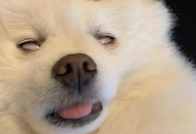 慵懒博美讨厌散步在家笑的多灿烂出门就多痛苦可以不去遛吗