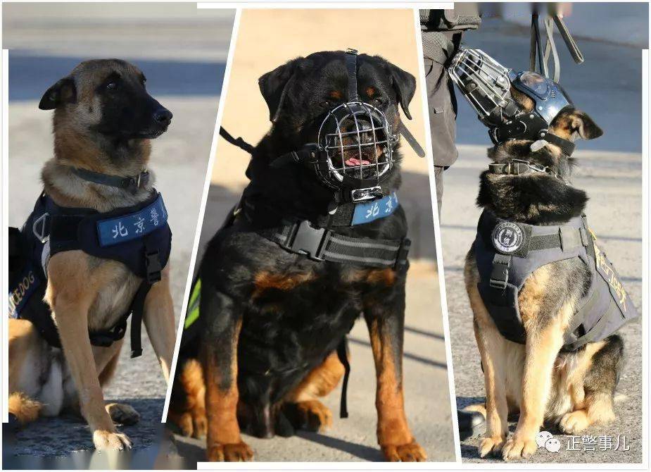 从拆家偷吃到缉毒搜爆警犬是怎样炼成的