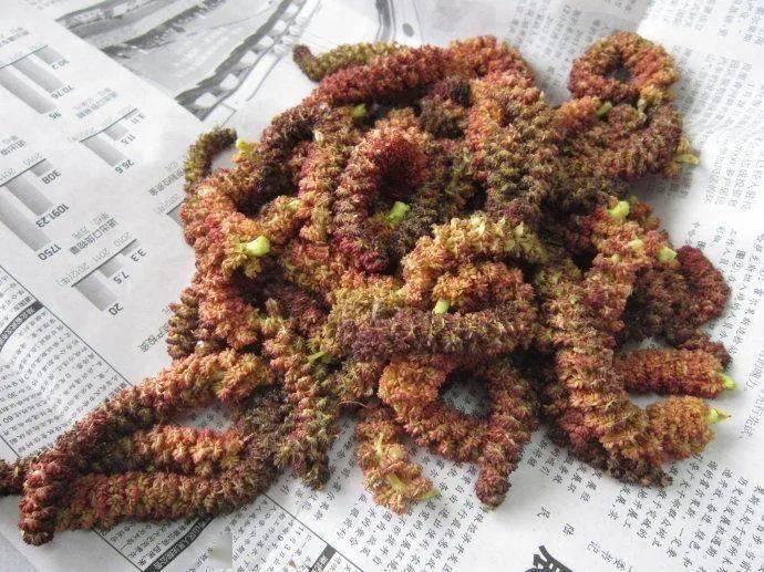 无事忙你吃过么