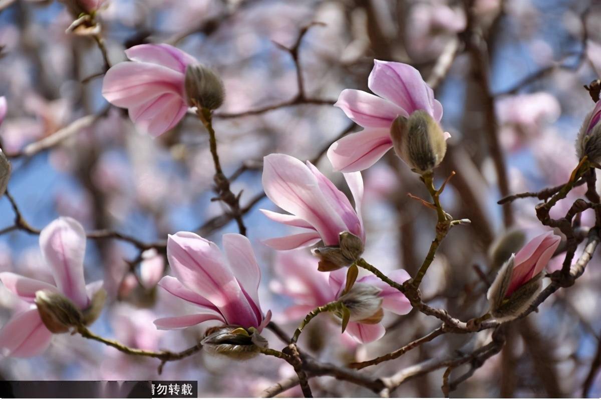 春天來北京皇家園林赴一場花的約會