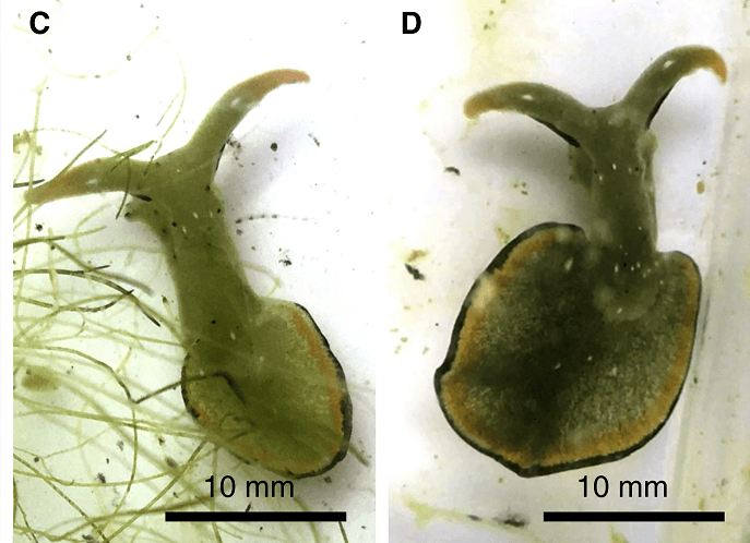 cell 子刊:遭遇寄生虫时,硬核海兔断头求生.