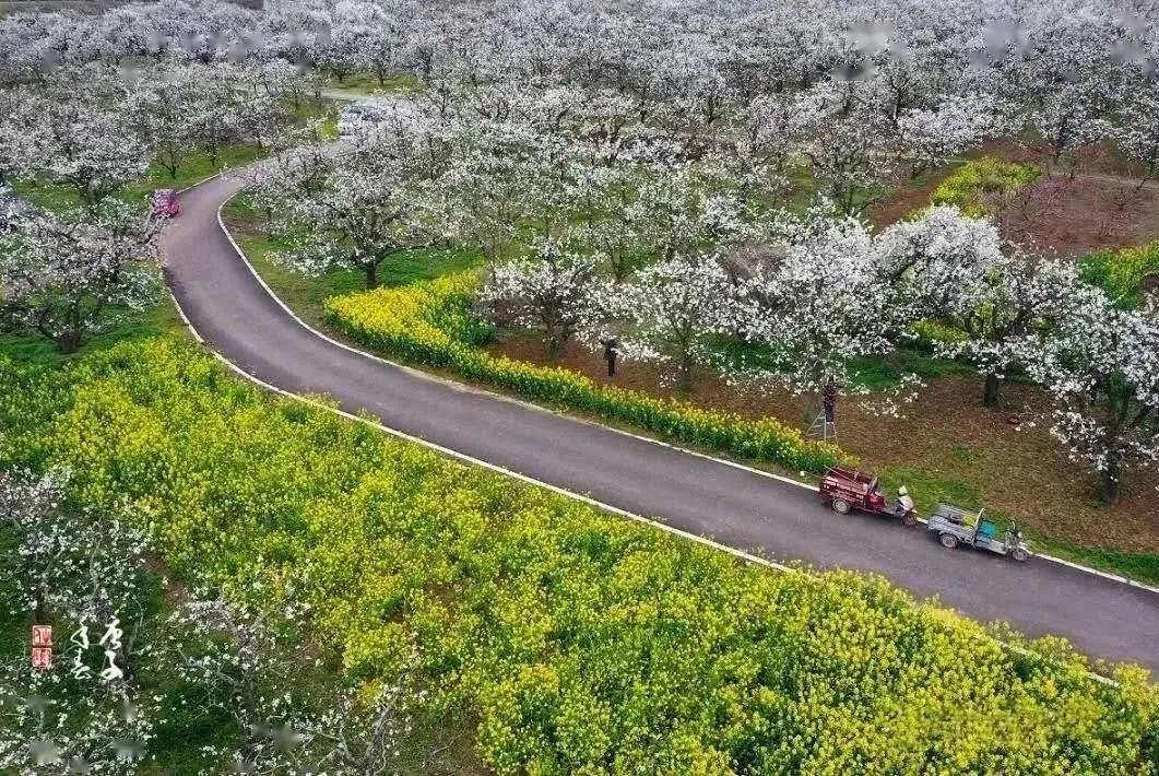 2021碭山梨園馬拉松(春季)賽事線路圖發佈:一步一景,丈量春光!