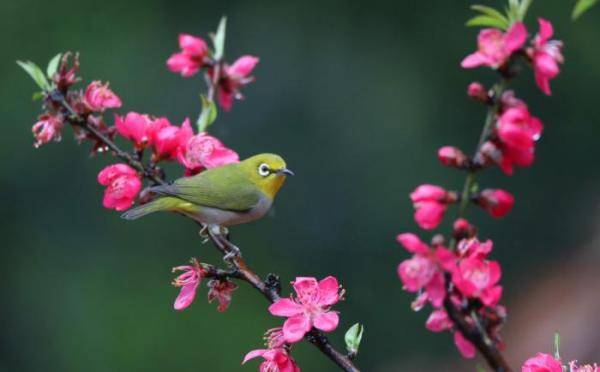 美圖春回大地百花盛開鳥語花香春意濃