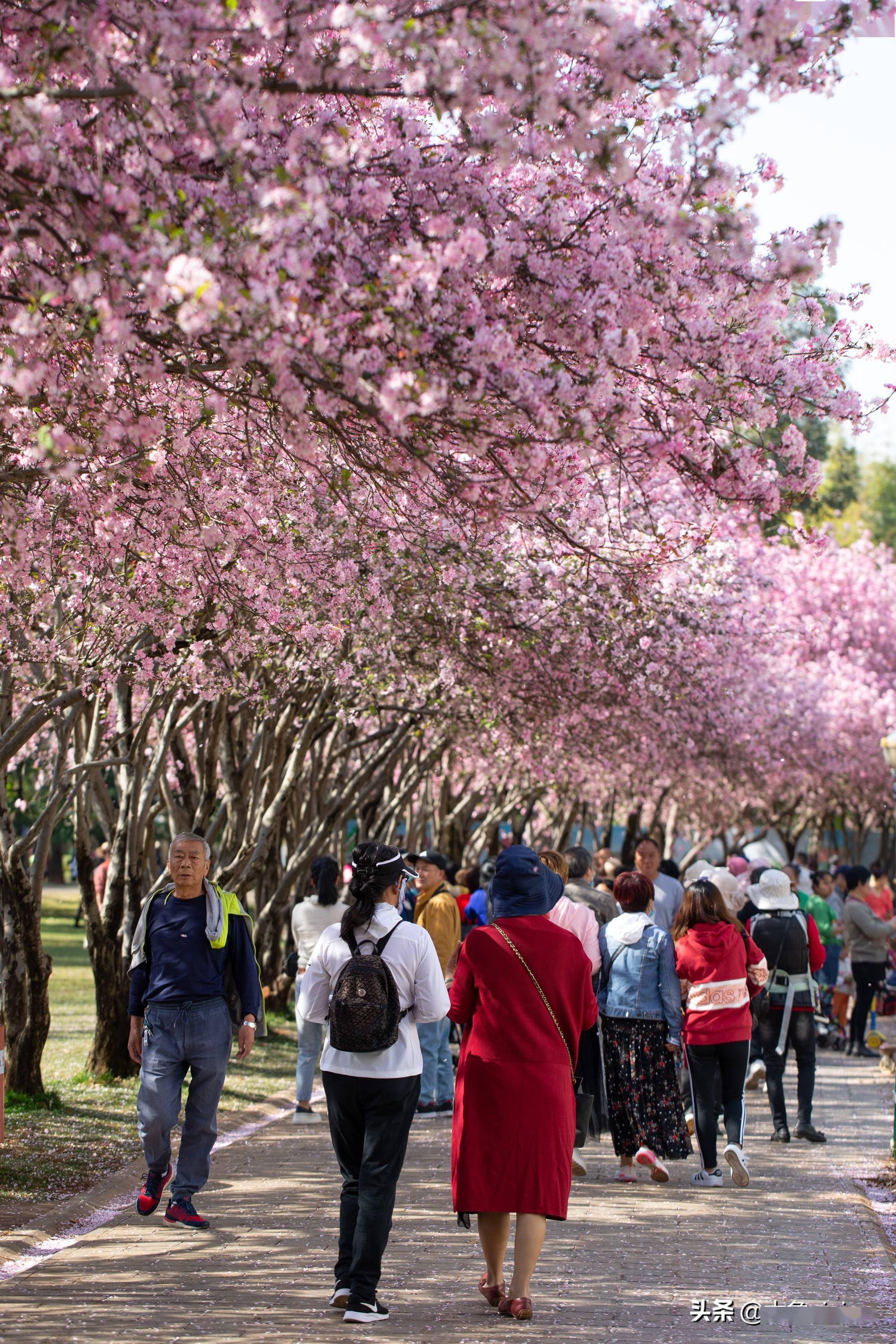 一抬头满是春天的粉色 昆明西华园海棠美丽绽放