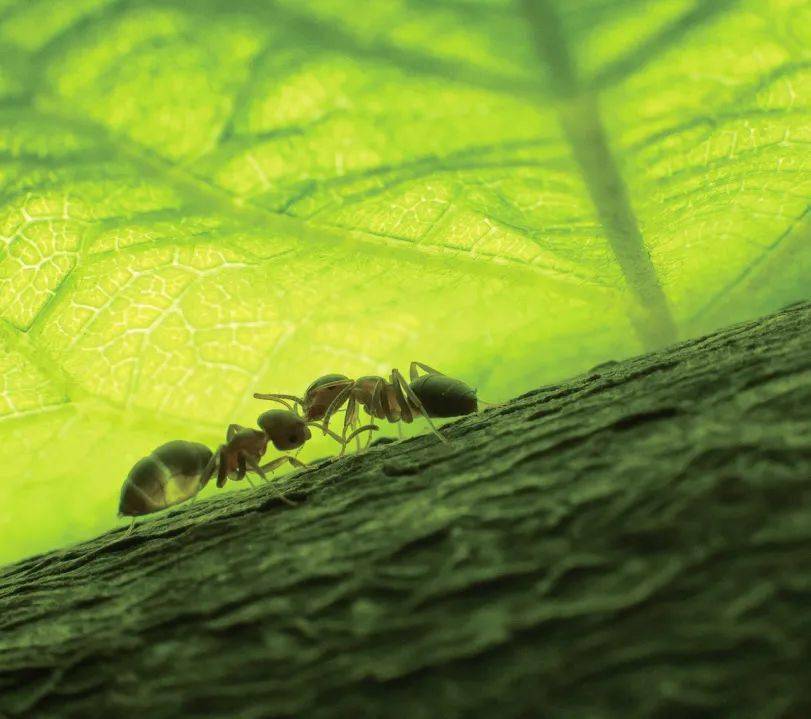 植树节在孩子心里种下一个春天