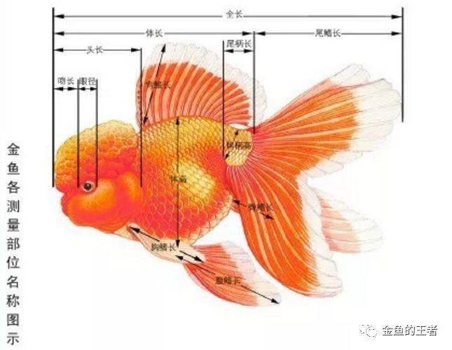 鱼的外形部位名称图图片