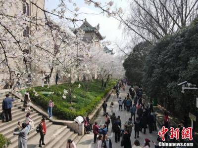 航拍武汉大学 游人共赴“樱花之约”