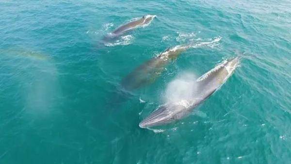 有游客擅乘快艇出海追观“网红”鲸鱼，广西北海将严厉打击