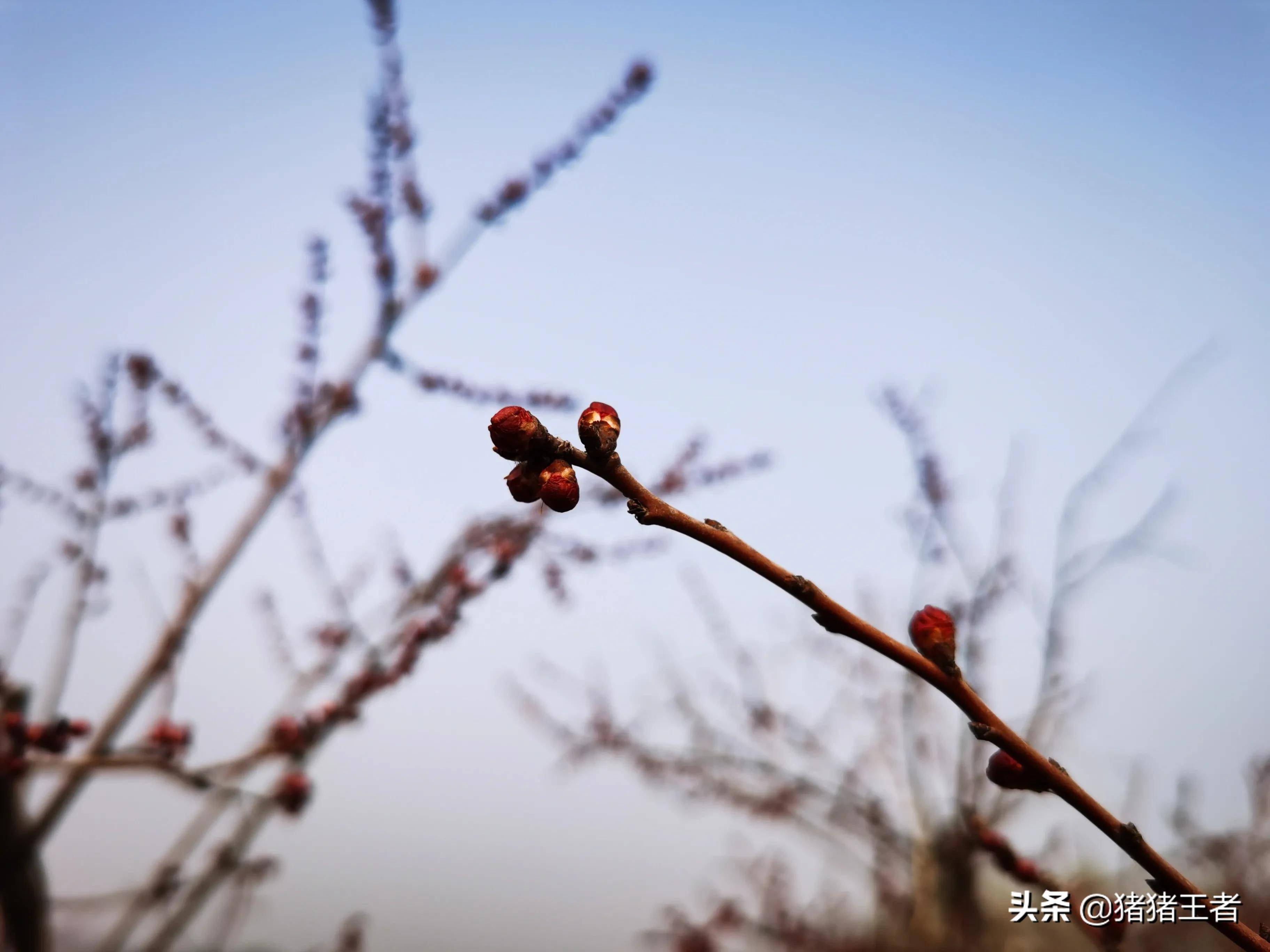 春天來了杏花露出了花骨朵到處又充滿春的氣息