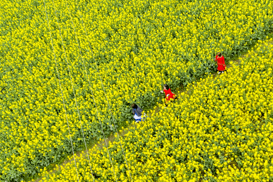 阳春三月，贵州这些“花花世界”太迷人