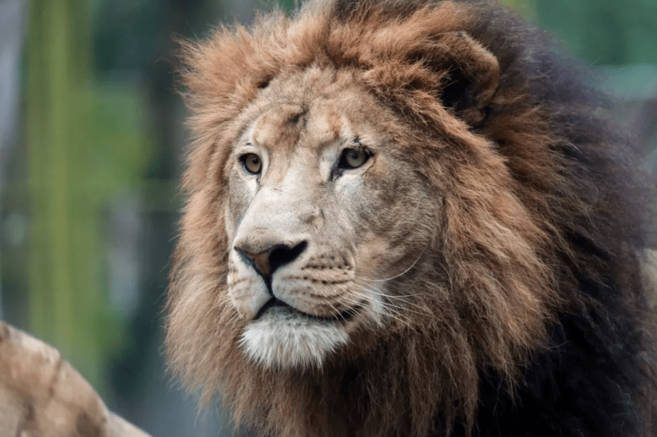 最潮流发型,你pick哪一个?_狮子