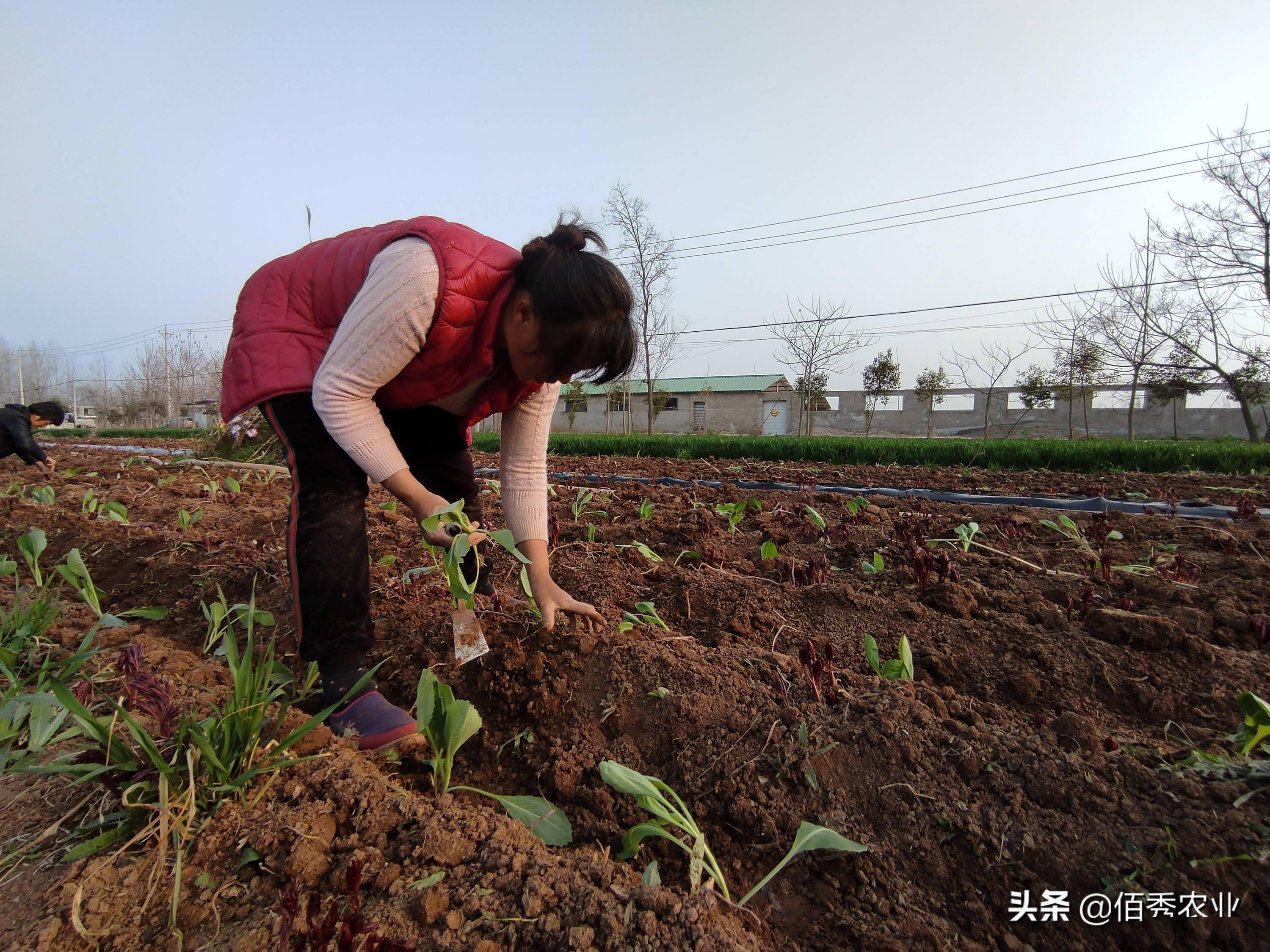 农民若要依靠种田取得丰厚经济效益,依靠中规中矩的种植方式自然是不