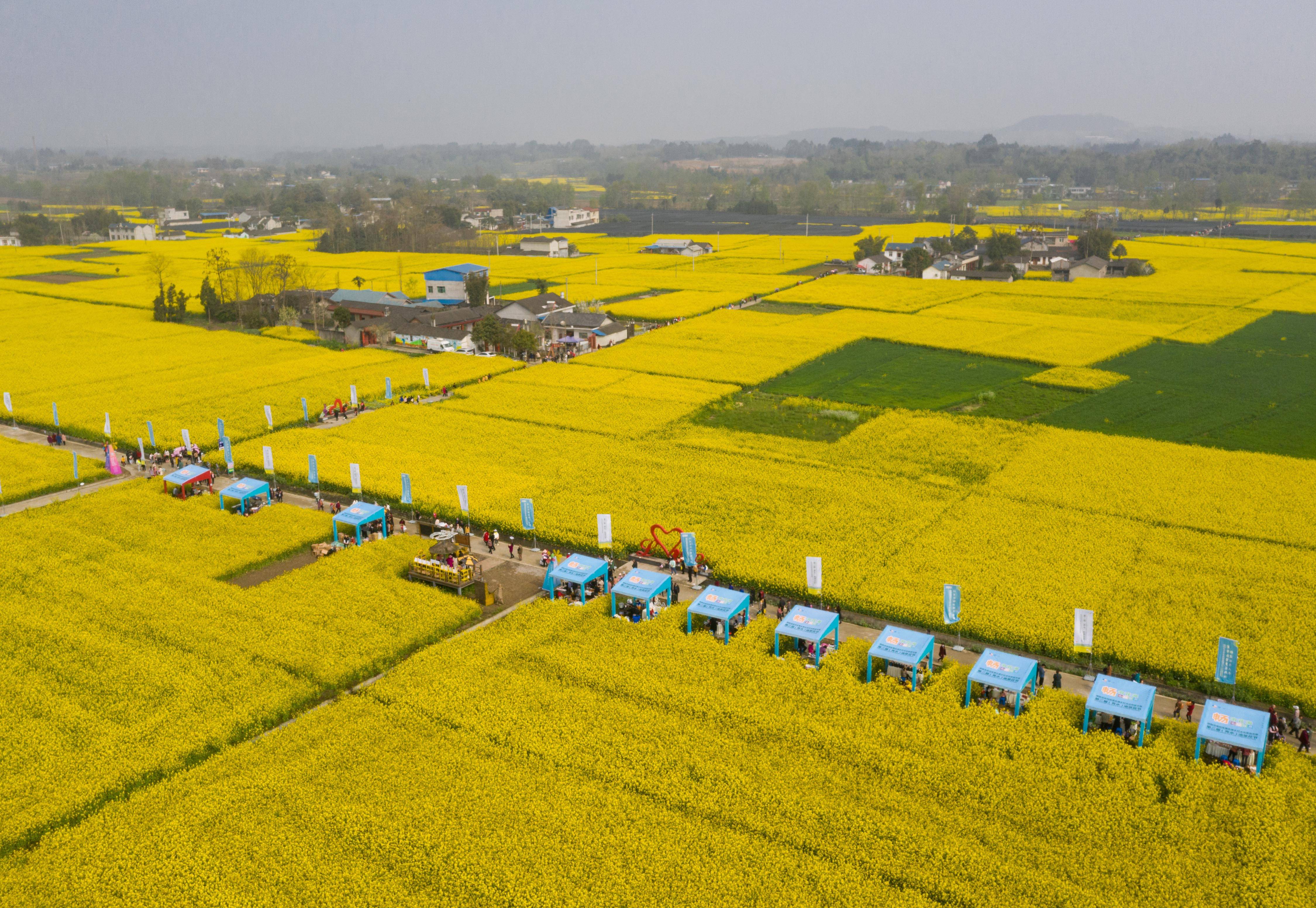 安州区秀水镇龙泉村的油菜花海(3月14日摄,无人机照片.