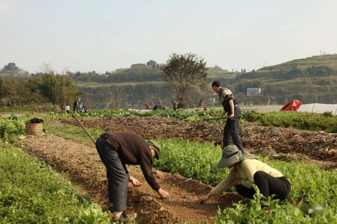 春天"犇"起来!飞龙镇宝塔山村忙绘春耕图