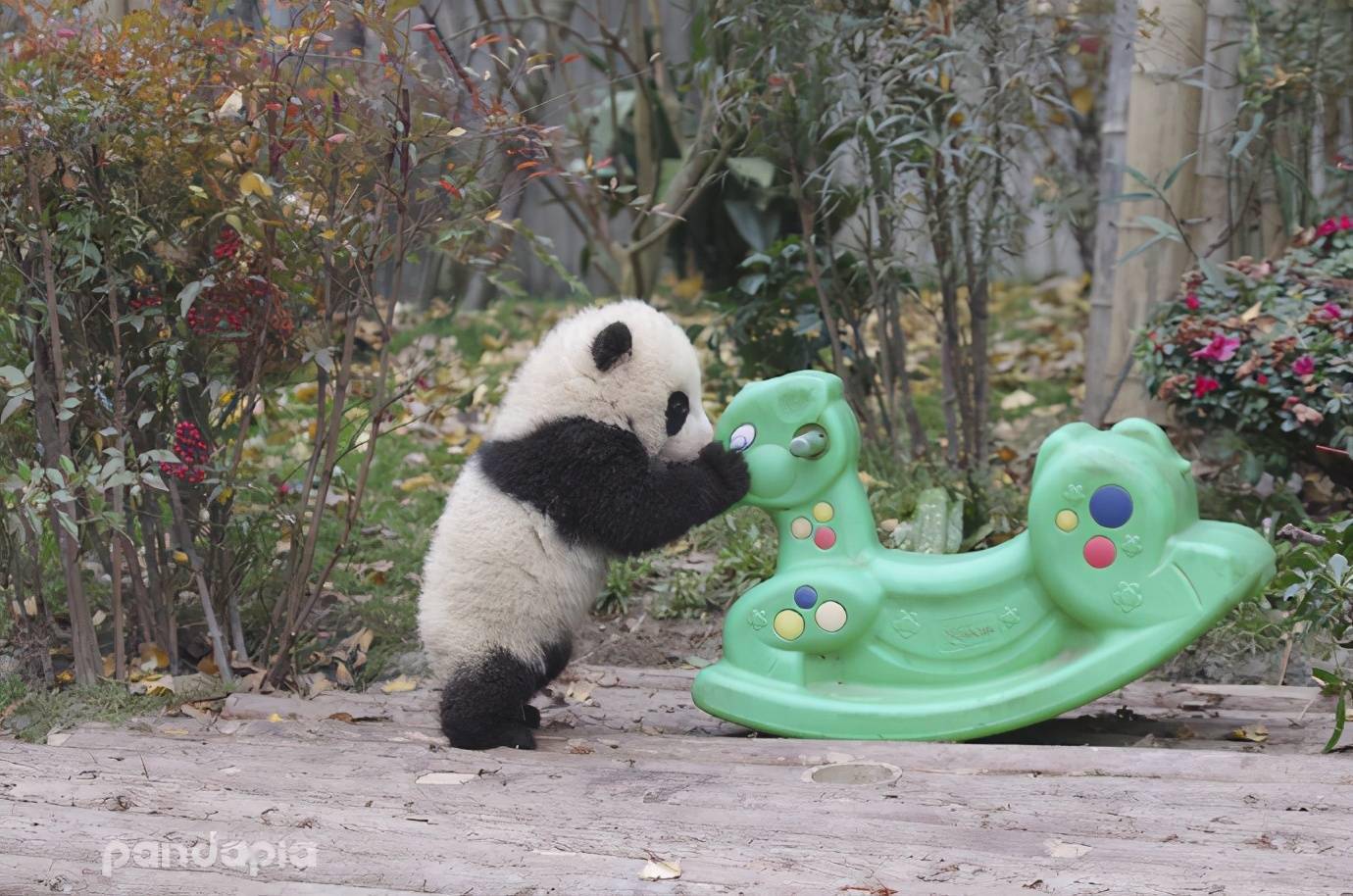 吗你又有哪些奇思妙想呢在留言区跟我们一起分享吧(看熊猫微信编辑部