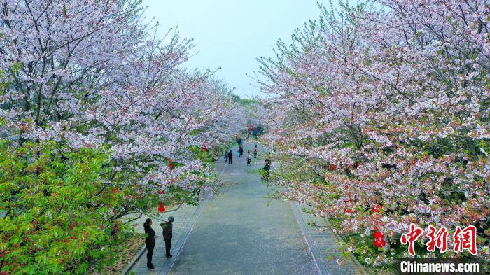湖北宜都：樱花烂漫春满园 美景如画引游人