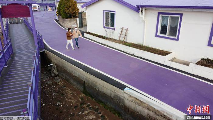 在韩国的“紫色小岛”上到处都有梦幻般的紫色，吸引游客前来（图）