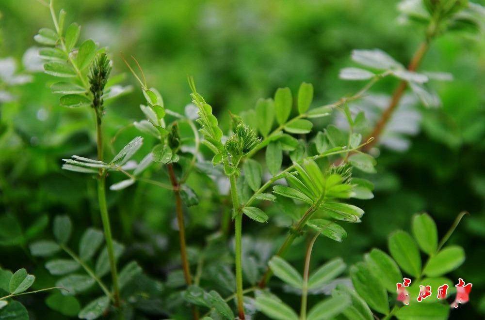 春雨润江滩蒌蒿满地芦芽短图集