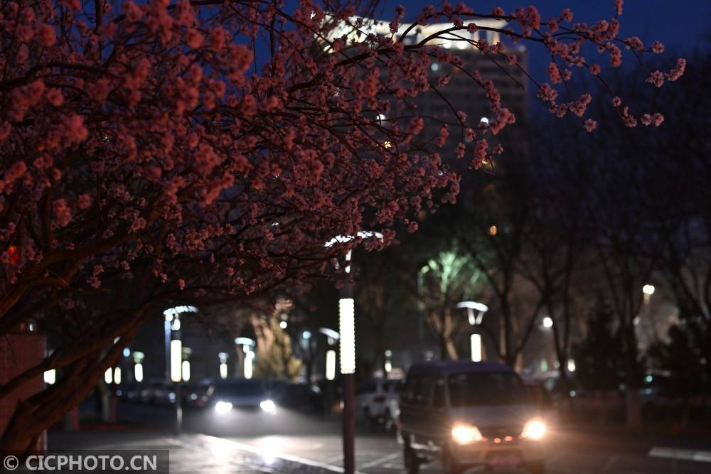 新疆库尔勒：夜幕下的“桃花源”