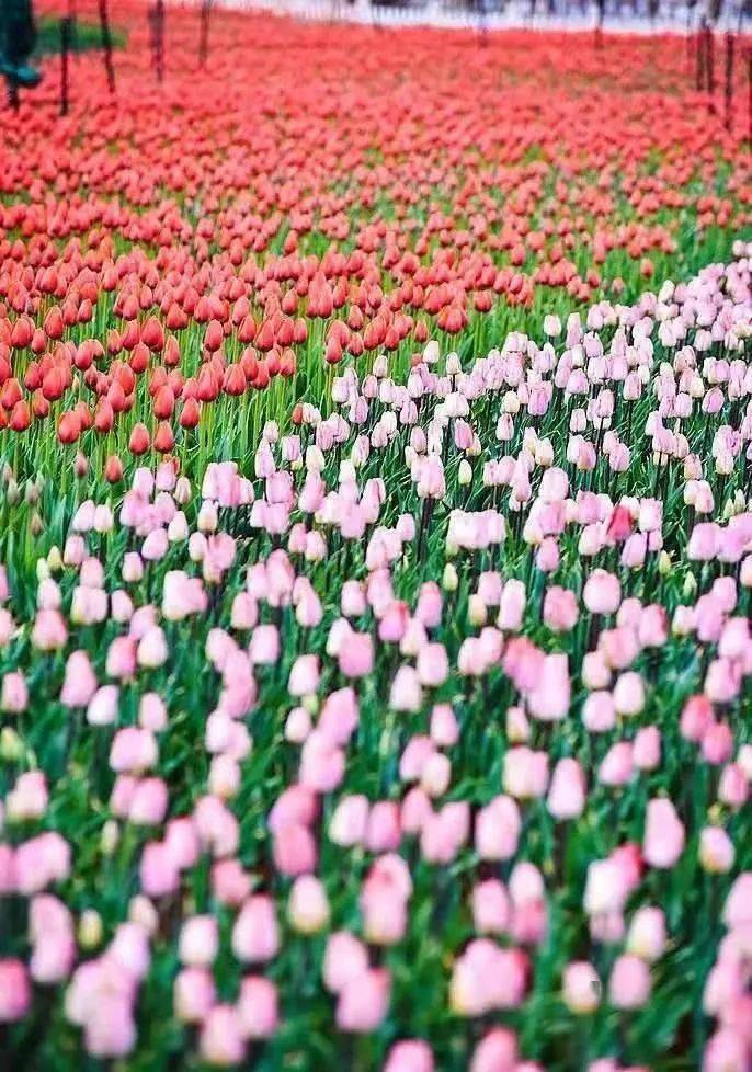 昆明的春天美到爆