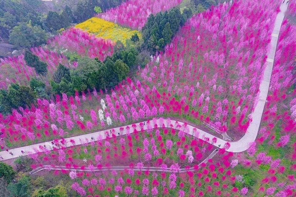 全民免门票2021汝州迎来首个桃花花海空飘节3月20日盛花迎客约起