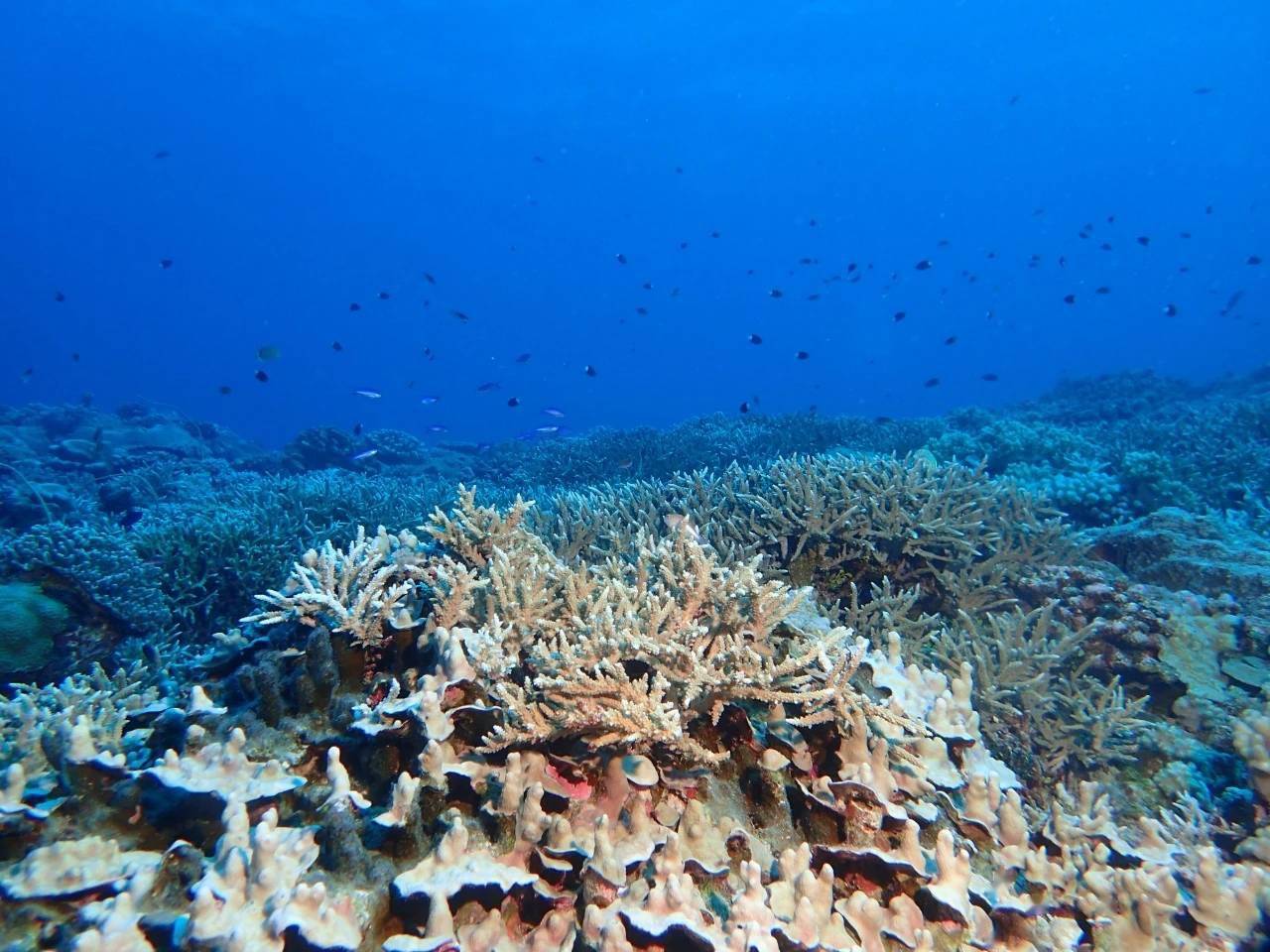 海星泛滥将常态化南海就是前车之鉴珊瑚礁都被啃秃了