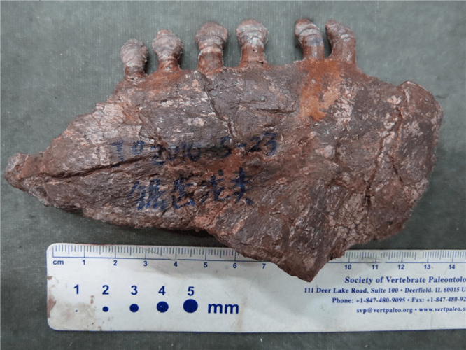 复齿河南龙牙齿,属于似哺乳爬行动物的锯齿龙类标本.