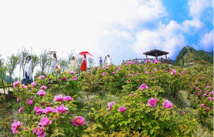 官宣！第二十二届垫江牡丹文化节3月19日开幕