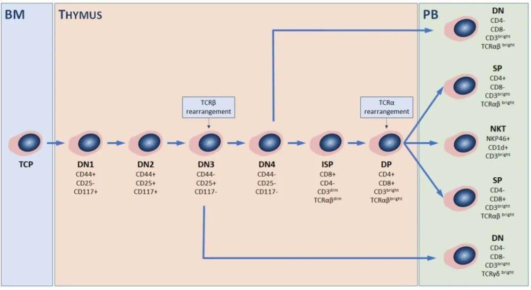 靶向cd4 T细胞中的tgf B可抑制肿瘤发展 全球肿瘤快讯 北京大学肿瘤医院北京大学临床肿瘤学院 北京市肿瘤防治研究所