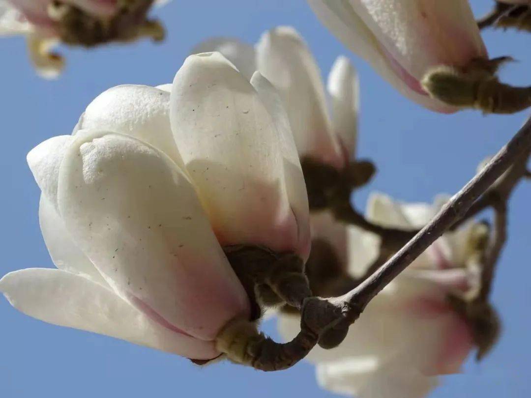 玉蘭花簡介(玉蘭花簡介資料)