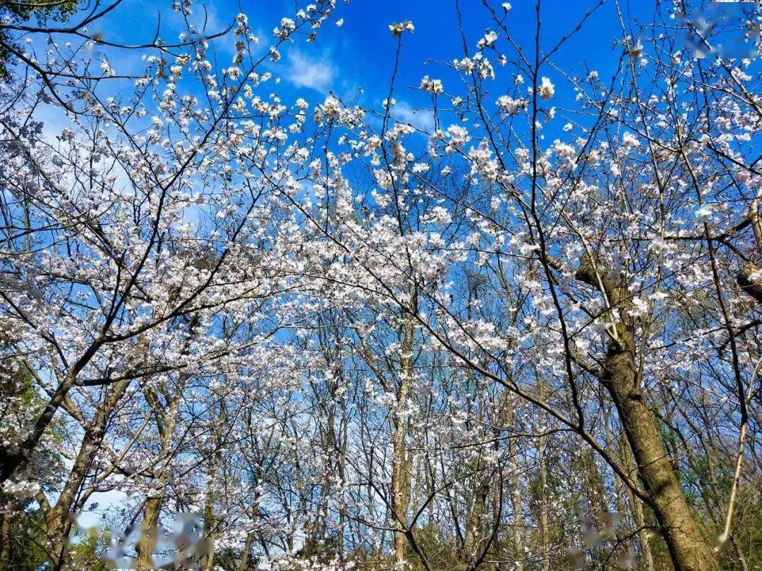 古隆中的这片花海开了
