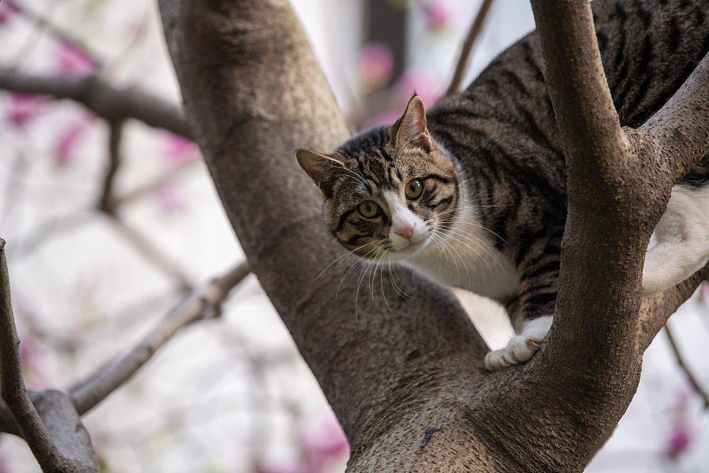 江苏苏州一猫咪爬树赏花