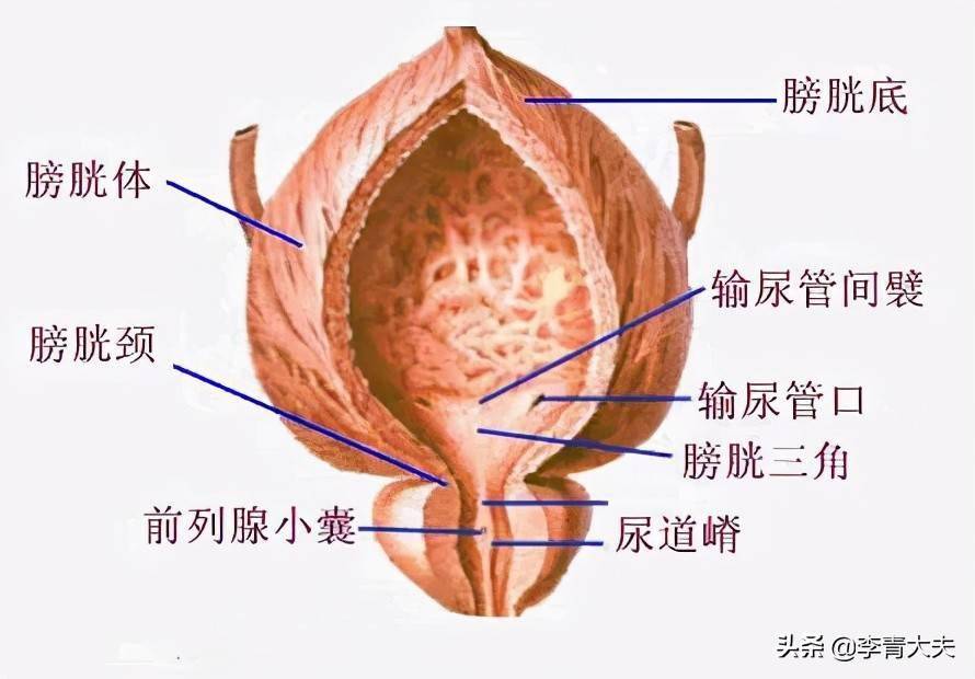 膀胱三角图片位置图图片