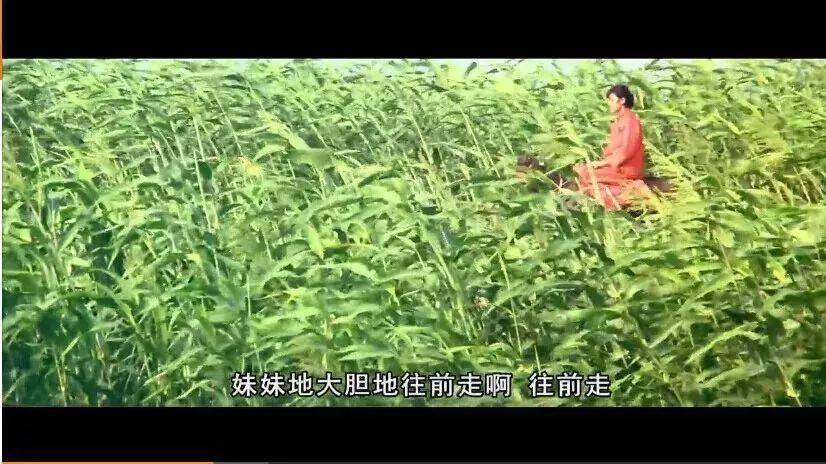 红高粱反映了什么