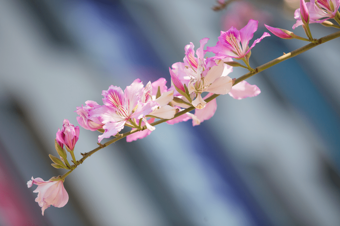 宫粉紫荆上线西昌春天气氛组好一幅靓丽的城市生态画卷