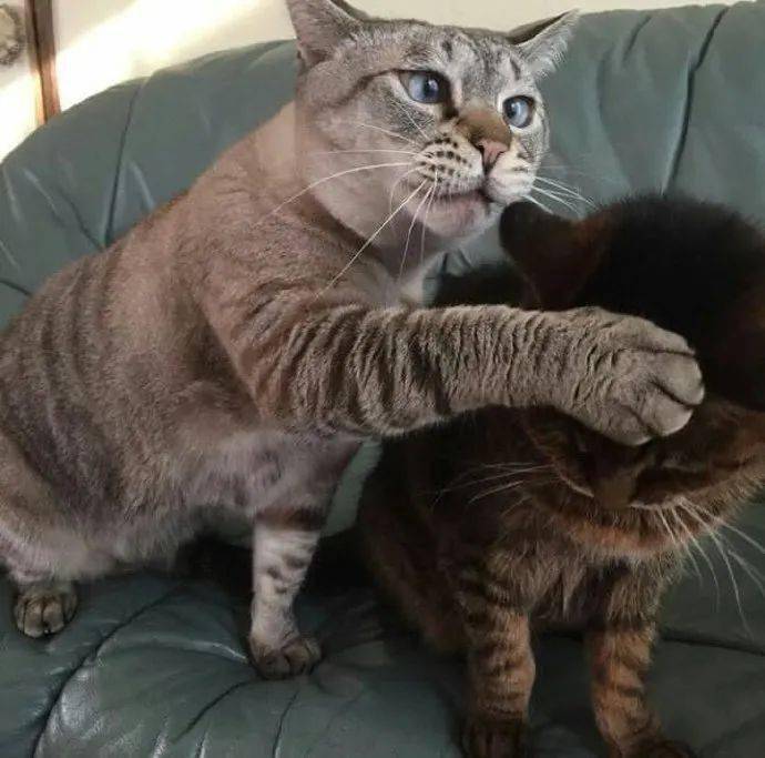 猫咪被欺负后,恶狠狠地瞪着铲屎官